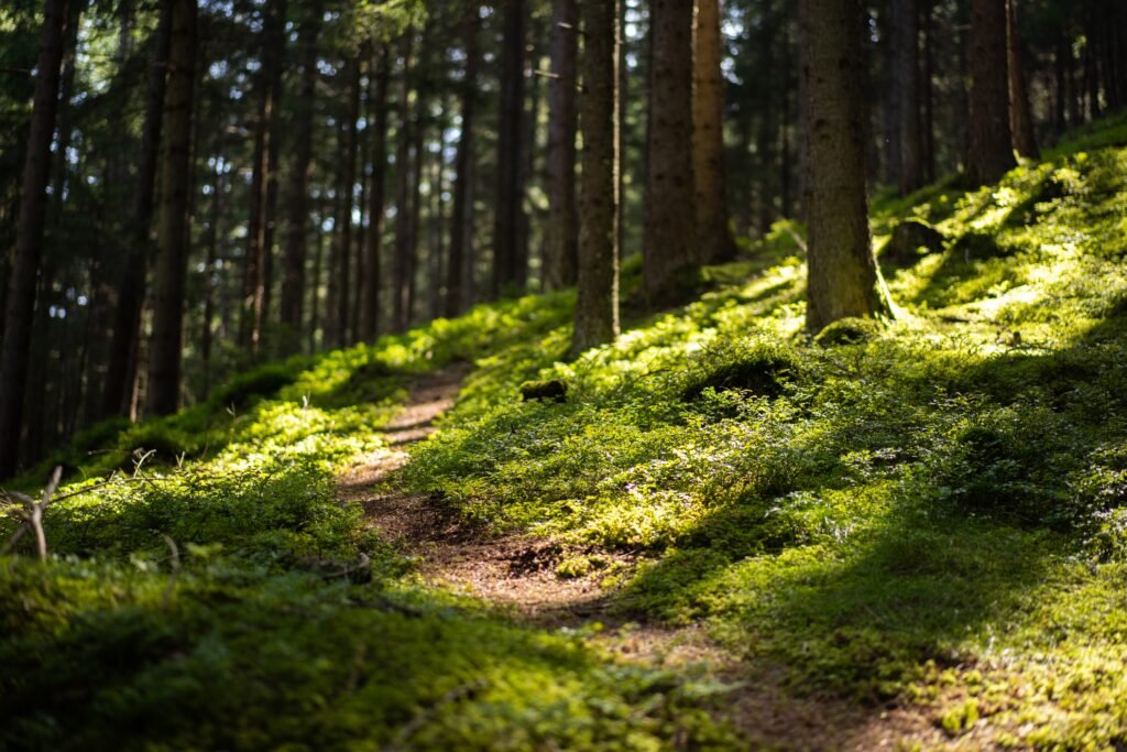 alin-andersen-u3o9-1UmRvY-unsplash